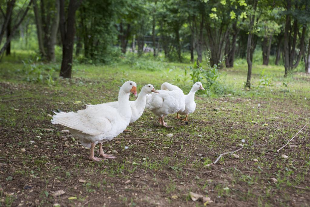 Agriturismo Borg Da Ocjs Medea エクステリア 写真